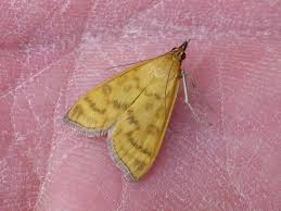 Attēlu rezultāti vaicājumam “Mecyna flavalis”