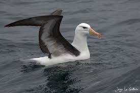 Image result for Thalassarche melanophris