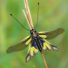 Attēlu rezultāti vaicājumam “Lycogala convexum macro”