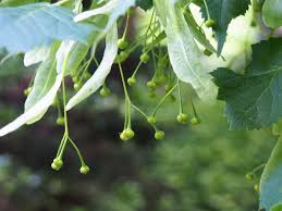 Attēlu rezultāti vaicājumam “Tilia platyphyllos Laciniata”