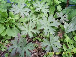 Image result for Geranium `Purple Haze`