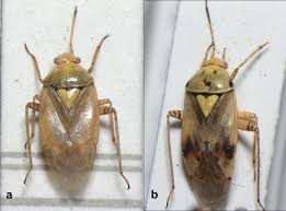 Attēlu rezultāti vaicājumam “Lygus pratensis”