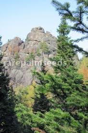 Attēlu rezultāti vaicājumam “Abies sibirica”