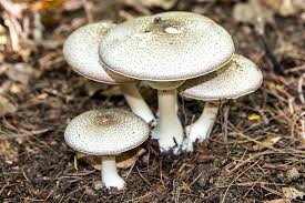 Attēlu rezultāti vaicājumam “Agaricus”