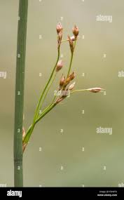 Attēlu rezultāti vaicājumam “Juncus inflexus bud”