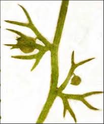 Attēlu rezultāti vaicājumam “Utricularia minor bud”