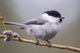 Attēlu rezultāti vaicājumam “Poecile montanus adult”