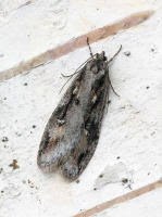 Attēlu rezultāti vaicājumam “Semioscopis oculella”