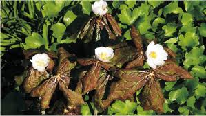Attēlu rezultāti vaicājumam “Podophyllum hexandrum flower”