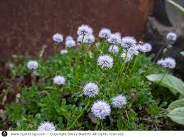 Attēlu rezultāti vaicājumam “Carex globularis flower”