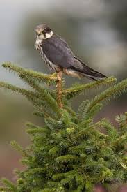 Attēlu rezultāti vaicājumam “Falco subbuteo adult”