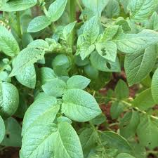 Attēlu rezultāti vaicājumam “Solanum tuberosum leaf”