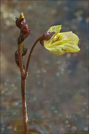 Attēlu rezultāti vaicājumam “Utricularia minor flower”