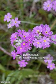 Attēlu rezultāti vaicājumam “Primula farinosa flower”