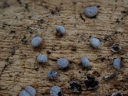 Attēlu rezultāti vaicājumam “Badhamia sp.”