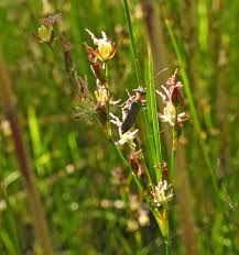 Attēlu rezultāti vaicājumam “xComagaria rosea  flower”