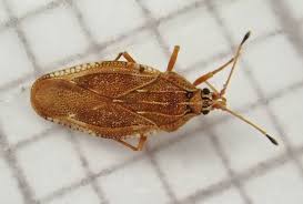 Attēlu rezultāti vaicājumam “Physatocheila smreczynskii”