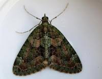 Attēlu rezultāti vaicājumam “Chloroclysta siterata”