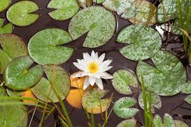 Attēlu rezultāti vaicājumam “Nymphaea candida leaf”