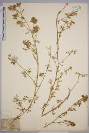 Attēlu rezultāti vaicājumam “Medicago sativa subsp. falcata”