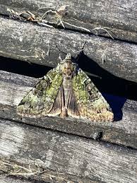 Attēlu rezultāti vaicājumam “Anaplectoides prasina”