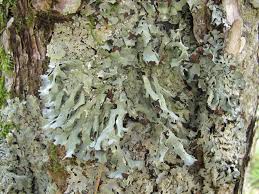 Attēlu rezultāti vaicājumam “Parmelia submontana”