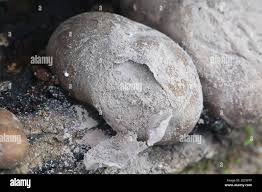 Attēlu rezultāti vaicājumam “Lycogala flavofuscum”