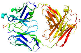 Attēlu rezultāti vaicājumam “Protapion sp.”