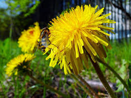 Attēlu rezultāti vaicājumam “Taraxacum”