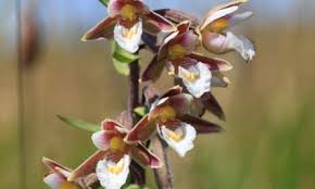 Attēlu rezultāti vaicājumam “Epipactis palustris bud”