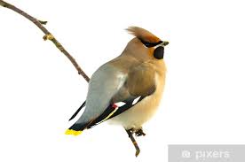 Attēlu rezultāti vaicājumam “Bombycilla garrulus”