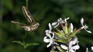Attēlu rezultāti vaicājumam “Hyles gallii imago”
