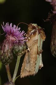 Attēlu rezultāti vaicājumam “Staurophora celsia”