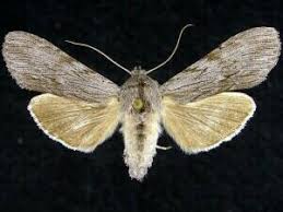 Attēlu rezultāti vaicājumam “Cucullia lucifuga”