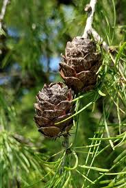Attēlu rezultāti vaicājumam “Larix sibirica”