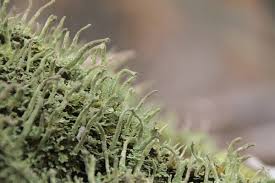 Attēlu rezultāti vaicājumam “Cladonia ochrochlora”