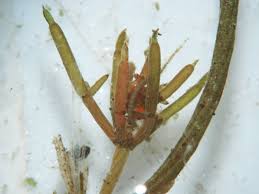 Attēlu rezultāti vaicājumam “Chara tomentosa”