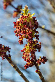 Attēlu rezultāti vaicājumam “Acer negundo male flower”