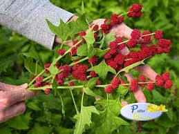 Attēlu rezultāti vaicājumam “Chenopodium foliosum”