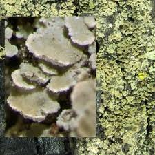 Attēlu rezultāti vaicājumam “Hypocenomyce scalaris”