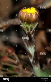 Attēlu rezultāti vaicājumam “Tussilago farfara bud”