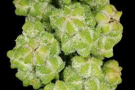 Attēlu rezultāti vaicājumam “Atriplex patula fruit”