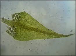 Attēlu rezultāti vaicājumam “Cratoneuron filicinum”