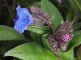 Attēlu rezultāti vaicājumam “Pulmonaria angustifolia leaf”