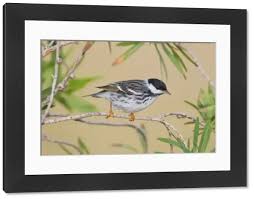 Image result for Dendroica striata