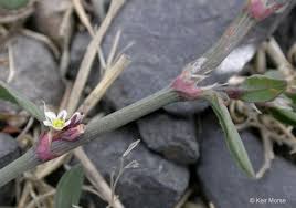 Attēlu rezultāti vaicājumam “Polygonum aviculare flower”