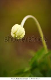 Attēlu rezultāti vaicājumam “Anemone sylvestris bud”