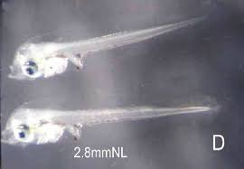 Image result for Rhabdosargus holubi