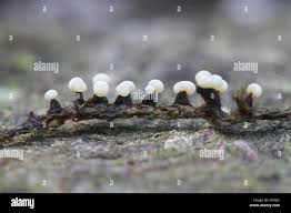 Attēlu rezultāti vaicājumam “Didymium sp.”