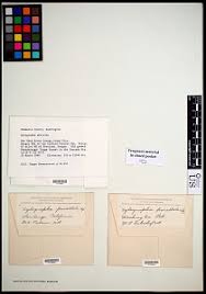 Attēlu rezultāti vaicājumam “Xylographa paralella”